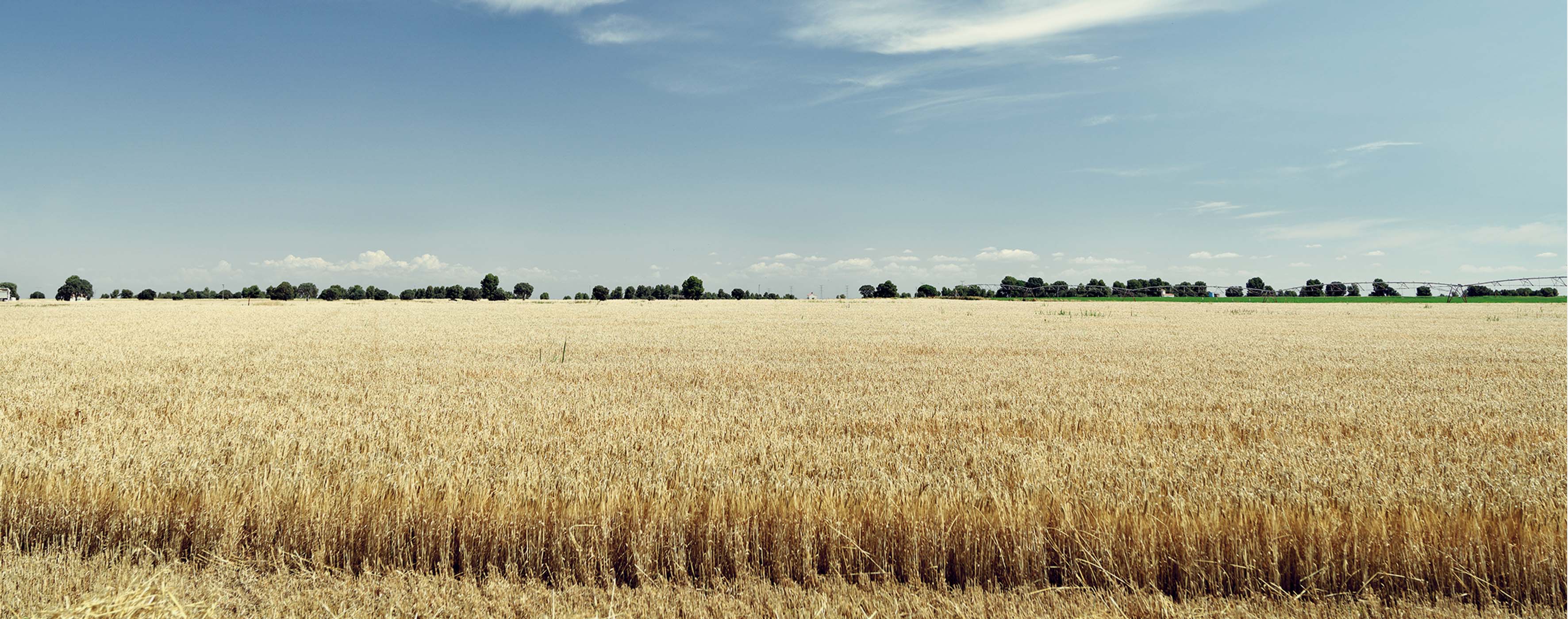 Campos de trigo y viento en la comarca de los oteros ( León )