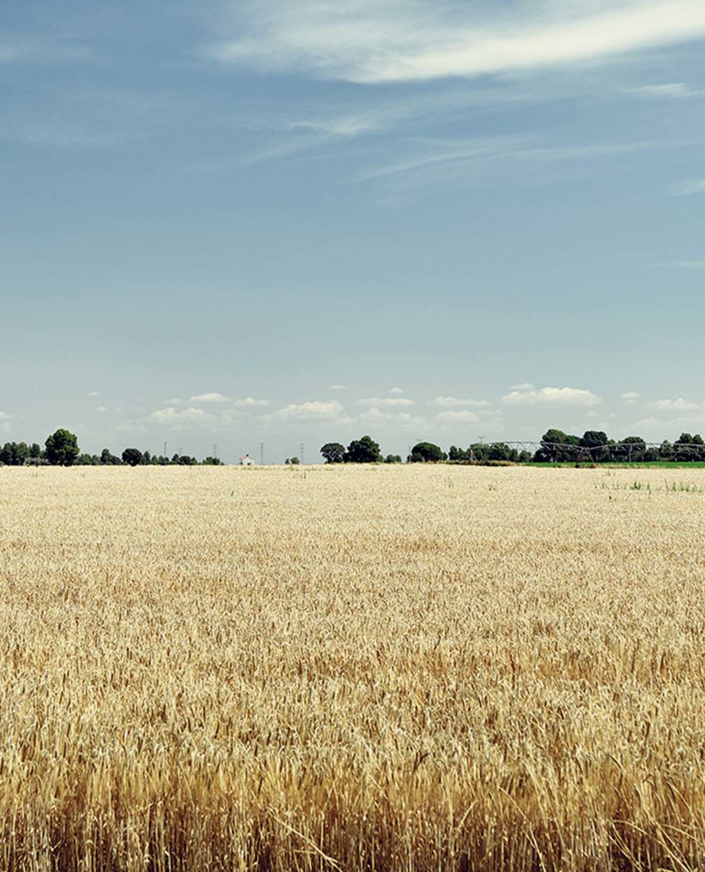 Campos de trigo y viento en la comarca de los oteros ( León )